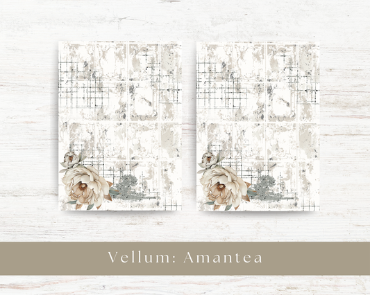 Vellum paper: Amantea collection III